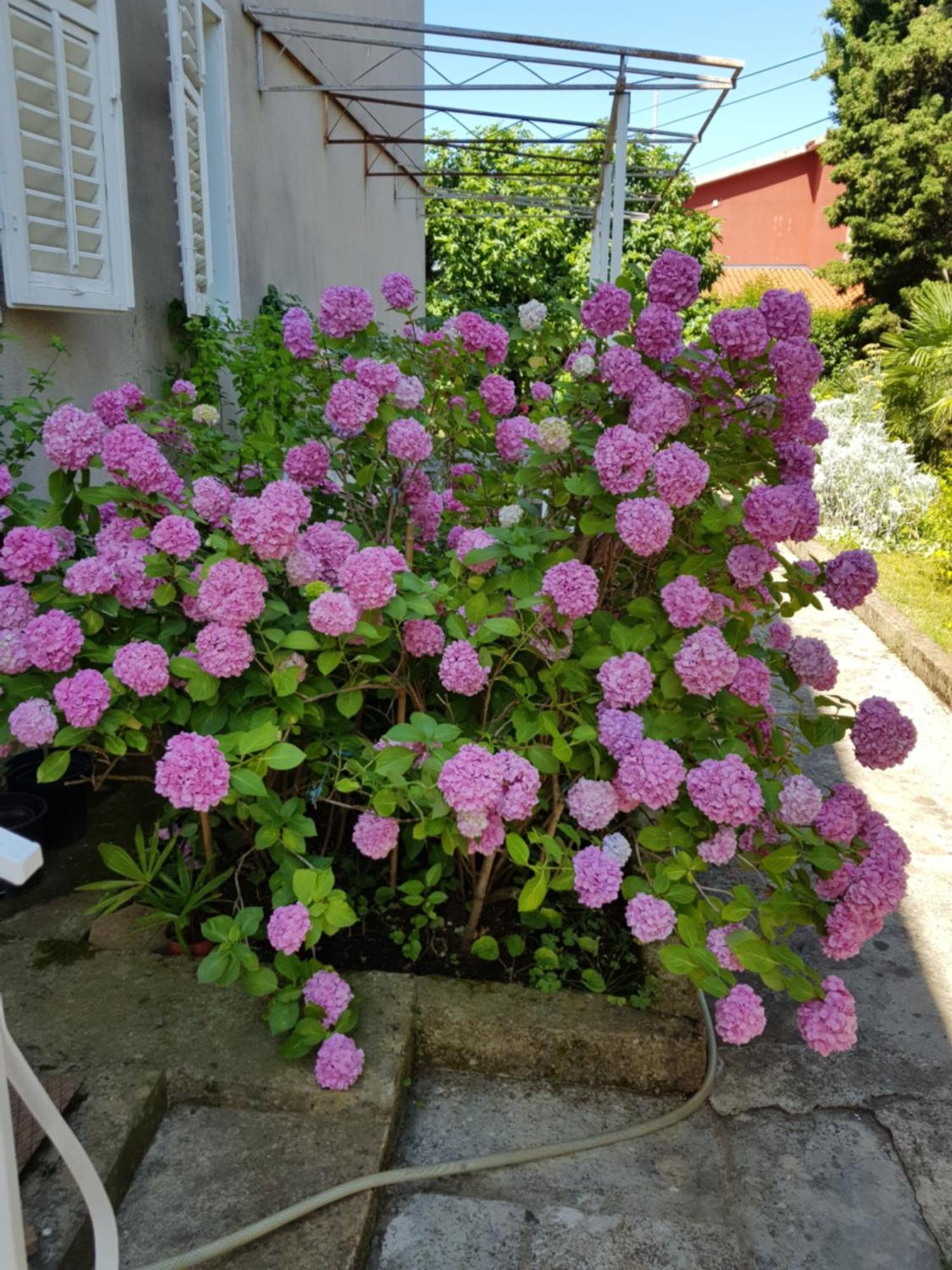 Appartement Renata Mare